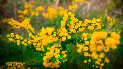 Bing wallpaper May 30, 2019. Lesmurdie Falls Walking Trail, Perth (© Random Lights Photography/Alamy Stock Photo)