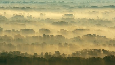 Bing wallpaper March 20, 2026. Forêt de Letea, Delta du Danube, Roumanie (© Wild Wonders of Europe/Widstrand/Nature Picture Library)