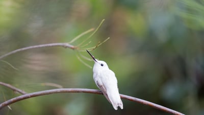 Bing wallpaper April 27, 2024. Leucistic Anna's hummingbird in the Australian Garden, UC Santa Cruz Arboretum, California (© yhelfman/Getty Images)