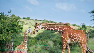 Bing wallpaper June 21, 2024. Reticulated giraffe mother greeting calf, Lewa Wildlife Conservancy, Kenya (© Sean Crane/Minden Pictures)