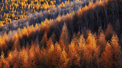 Bing wallpaper November 6, 2024. 金色的松树，坝上草原，中国 (© MelindaChan/Getty Images)