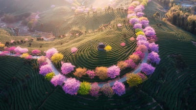 Bing wallpaper February 3, 2023. 永福樱花园，福建省龙岩市, 中国 (© SEN LI/Getty Images)