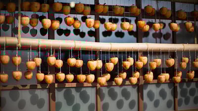 Bing wallpaper November 7, 2023. 干し柿, 山梨県 南都留郡 富士河口湖町 (© STEPHEN FLEMING/Alamy Stock Photo)