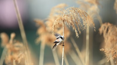 Bing wallpaper November 6, 2025. エナガ, 日本 (© feathercollector/Shutterstock)
