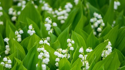 Bing wallpaper April 30, 2023. Muguet de mai en fleurs (© shapencolour/Alamy Stock Photo)