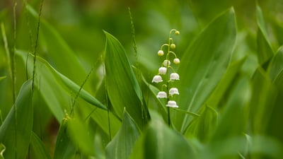 Bing wallpaper April 30, 2026. Brin de muguet, Ukraine (© tomch/Getty Images Plus)