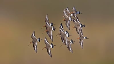 Bing wallpaper May 8, 2021. Black-tailed godwits, Netherlands (© Edward van Altena/Minden Pictures)