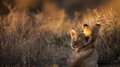 Bing wallpaper November 21, 2024. Lion cubs at sunrise, South Africa (© Ruan Springorum/Getty Images)
