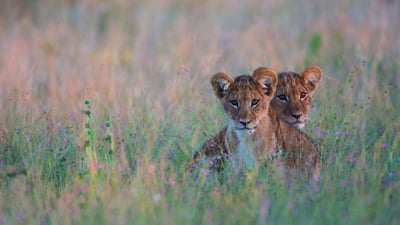 Bing wallpaper August 10, 2020. Lion cubs hiding in tall grass in the Kalahari Desert region of Botswana (© Jami Tarris/Getty Images)