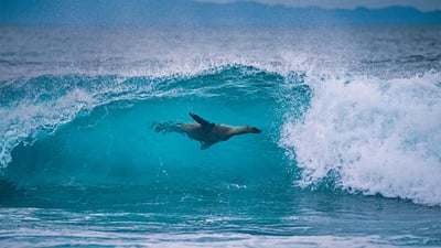 Bing wallpaper June 8, 2020. Galápagos sea lion off the shore of Fernandina Island, Galápagos Islands, Ecuador (© Tui De Roy/Minden Pictures)
