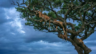 Bing wallpaper March 13, 2023. Female lions sleeping, Serengeti National Park, Tanzania (© Cavan Images/Shutterstock)