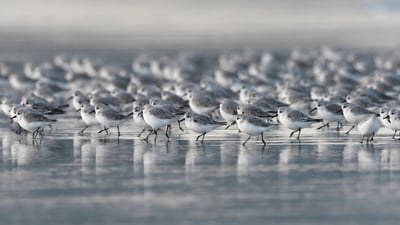 Bing wallpaper November 1, 2021. ｢ブルターニュのミユビシギ｣フランス (© Fabrice Cahez/Minden Pictures)