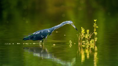 Bing wallpaper August 23, 2021. Little blue heron in Cuba (© Sergey Uryadnikov/Alamy)