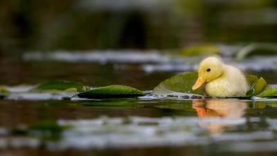 Bing wallpaper May 7, 2024. A duckling swimming in a water meadow, Suffolk, England (© Nick Hurst/Getty Images)