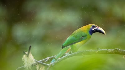 Bing wallpaper September 26, 2024. Blue-throated toucanet, Los Quetzales National Park, Costa Rica (© Oscar Dominguez/Tandem Stills + Motion)