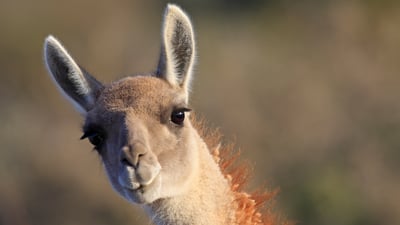Bing wallpaper December 8, 2025. Guanaco, Punta Norte, Péninsule Valdés, Argentine (© Sylvain Cordier/naturepl.com)