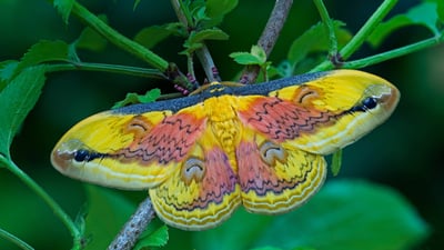 Bing wallpaper July 17, 2021. A Loepa oberthuri moth (© Robert Thompson/Minden Pictures)