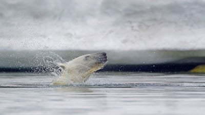 Bing wallpaper January 1, 2021. Polar bear in waters off Svalbard, Norway (© Westend61/Getty Images)