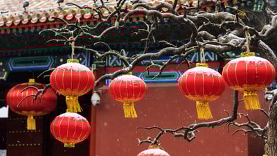 Bing wallpaper January 25, 2020. Red lanterns hanging on branches (© bingdian/iStock/Getty Images Plus)
