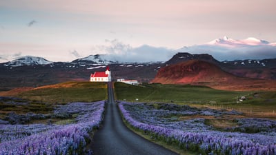 Bing wallpaper June 18, 2024. Lupine fields and church at sunrise, Snæfellsnes Peninsula, Iceland (© Matteo Colombo/Getty Images)