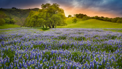 Bing wallpaper May 25, 2026. Lupins en fleur, Californie du Nord, États-Unis (© Jeffrey Lewis/Tandem Stills + Motion)