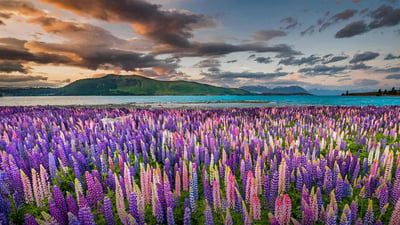 Bing wallpaper November 15, 2020. Lupines on the shores of Lake Tekapo in New Zealand (© Stanislav Kachyna/Shutterstock)