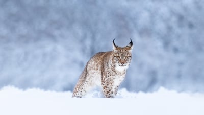 Bing wallpaper January 11, 2024. Eurasian lynx in the snow (© Jan Stria/Shutterstock)