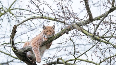 Bing wallpaper December 13, 2024. Lynx de Boréal perché dans un arbre, France (© Marc Chesneau/Getty Images)