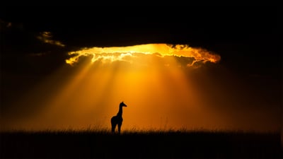 Bing wallpaper May 13, 2022. Masai giraffe in Maasai Mara, Kenya (© Andy Rouse/Minden Pictures)