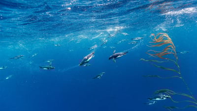 Bing wallpaper January 20, 2024. Macaroni penguins, Drake Passage, Chile (© Paul Souders/Getty Images)
