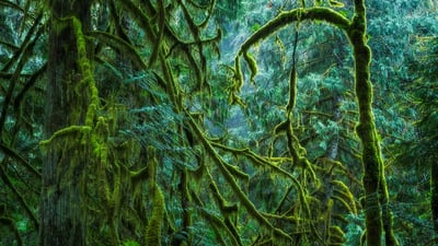 Bing wallpaper May 24, 2019. Cathedral Grove in MacMillan Provincial Park, B.C., Canada (© Robert Postma/Shutterstock)