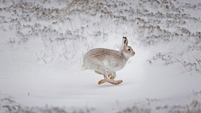 Bing wallpaper March 27, 2021. Mountain hare running across snow-covered upland, Scotland (© SCOTLAND: The Big Picture/Minden Pictures)