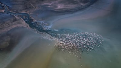 Bing wallpaper March 13, 2024. Lesser flamingos flying over Lake Magadi, Kenya (© Vicki Jauron, Babylon and Beyond Photography/Getty Images)