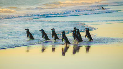 Bing wallpaper April 25, 2025. Magellanic penguins, Volunteer Point, Falkland Islands (© imageBROKER/Matthias Graben/Getty Images)