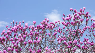 Bing wallpaper April 1, 2026. シモクレン (© Aflo Co., Ltd./Alamy)