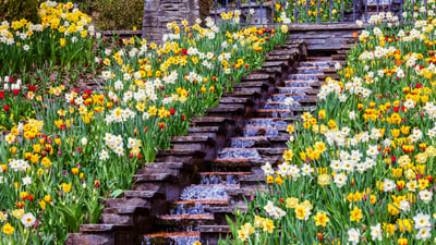 Bing wallpaper June 13, 2026. Blumengarten auf der Insel Mainau im Bodensee, Baden-Württemberg (© toriru/Shutterstock)