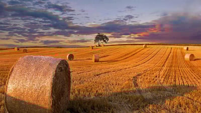 Bing wallpaper August 30, 2020. Hay bales in a field in Jutland, Denmark (© Nick Brundle Photography/Getty Images)