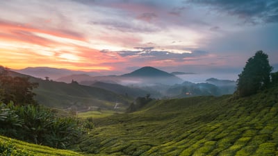 Bing wallpaper May 21, 2024. Cameron Highlands tea plantation, Malaysia (© alex cheong/Getty Images)