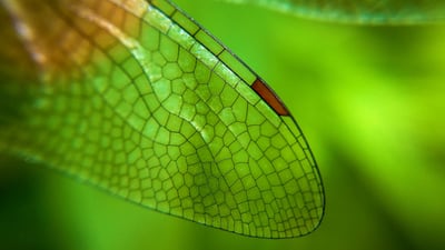 Bing wallpaper October 15, 2019. Close-up of a dragonfly wing (© Azwar Thaufeeq/500px/Getty Images)