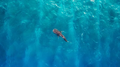 Bing wallpaper August 30, 2025. Whale shark off the coast of Alifu Dhaalu Atoll, Maldives (© Bachir Moukarzel/Amazing Aerial Agency)