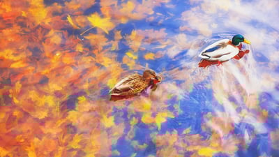 Bing wallpaper November 12, 2023. Two mallard ducks on a pond in autumn (© sun ok/Shutterstock)
