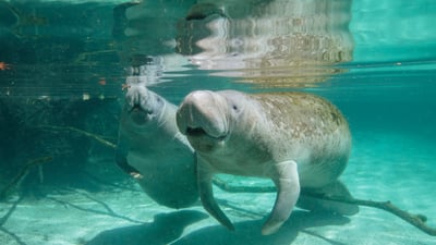 Bing wallpaper November 13, 2025. Lamantin femelle et son petit, Crystal River, Floride, États-Unis (© Gregory Sweeney/Getty Images)