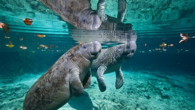 Bing wallpaper November 8, 2023. West Indian manatee mother and baby, Three Sisters Springs, Crystal River, Florida (© Karine Aigner/Tandem Stills + Motion)