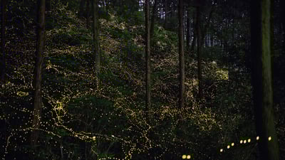 Bing wallpaper June 5, 2023. 森の中で輝く蛍たち (© Trevor Williams/Getty images)