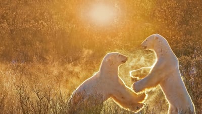 Bing wallpaper December 22, 2021. Two young male polar bears, Churchill, Manitoba, Canada (© Cheryl Ramalho/Getty Images)