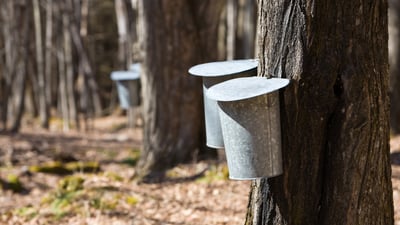 Bing wallpaper April 20, 2026. Buckets on maple trees collecting sap for maple syrup (© capecodphoto/Getty Images)