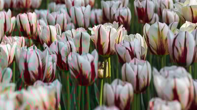 Bing wallpaper May 16, 2020. ‘Maple Leaf’ tulips In a garden in Ottawa (© Bao Le Dinh Quoc/Alamy Stock Photo)