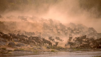Bing wallpaper August 5, 2026. Gnous migrateurs traversant la rivière Mara dans la réserve de Masai Mara, au Kenya (© Manoj Shah/Getty Images)