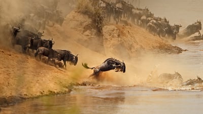 Bing wallpaper August 20, 2019. Wildebeest herd crossing the Mara River between Kenya and Tanzania (© zhengvision/Getty Images)