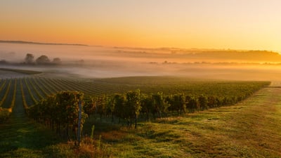 Bing wallpaper September 10, 2023. Sunrise at a vineyard in Bordeaux, France (© Esperanza33/Getty Images)